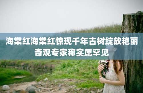 海棠红海棠红惊现千年古树绽放艳丽奇观专家称实属罕见