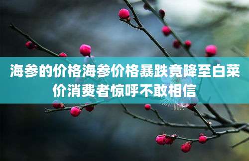 海参的价格海参价格暴跌竟降至白菜价消费者惊呼不敢相信
