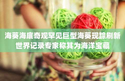 海葵海底奇观罕见巨型海葵现踪刷新世界记录专家称其为海洋宝藏