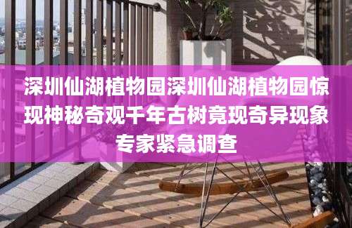 深圳仙湖植物园深圳仙湖植物园惊现神秘奇观千年古树竟现奇异现象专家紧急调查