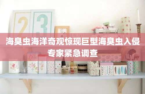海臭虫海洋奇观惊现巨型海臭虫入侵专家紧急调查